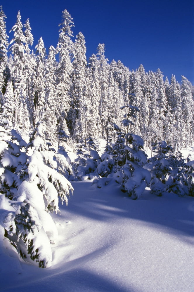 Snow-Covered Pine Trees On Mount Hood Canvas Art - Natural Selection Craig Tuttle Design Pics (12 x 18)