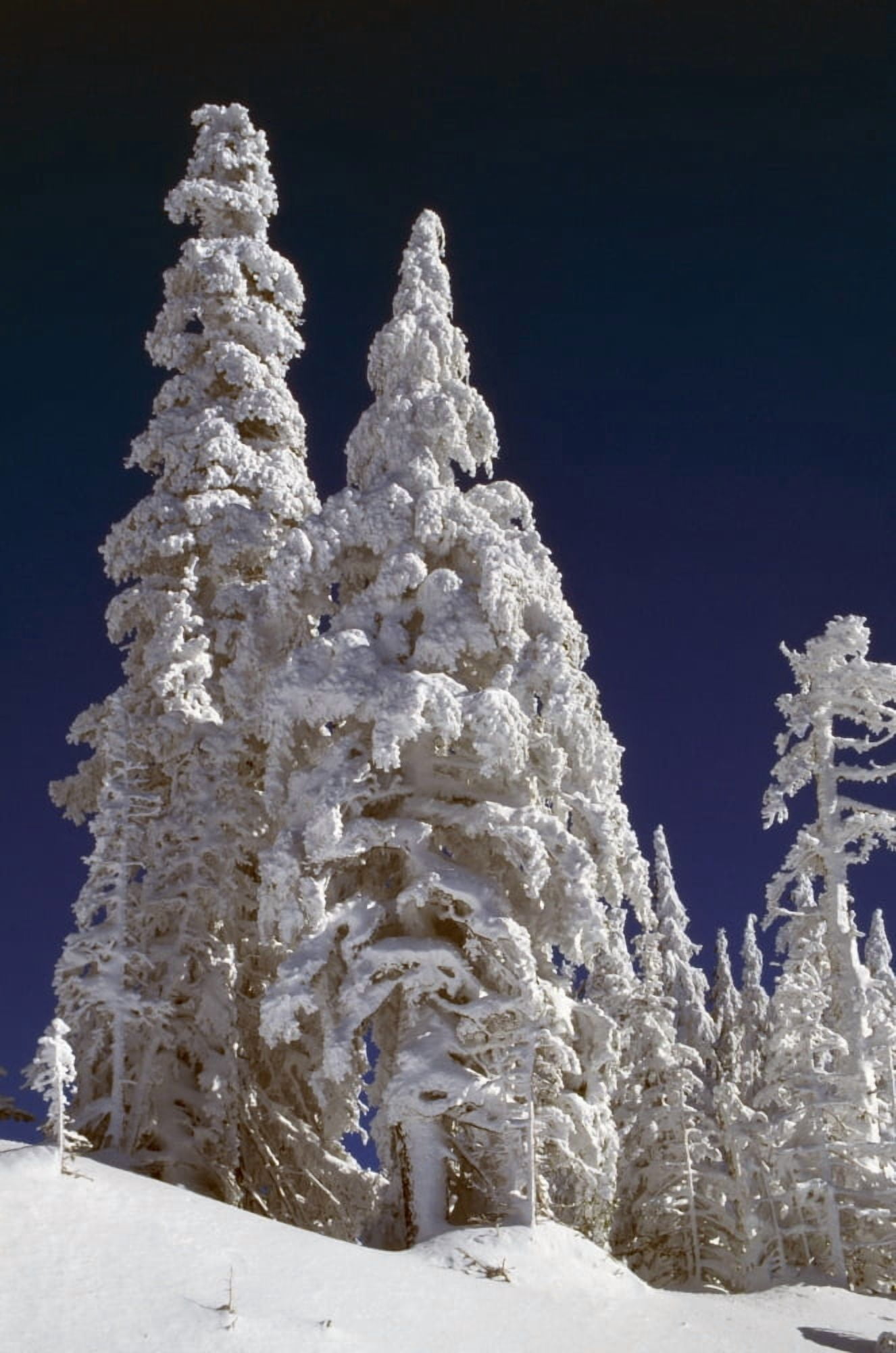 Snow-Covered Pine Trees On Mount Hood Canvas Art - Natural Selection Craig Tuttle Design Pics (12 x 18)