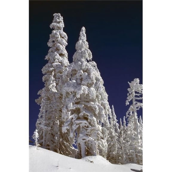 Snow-Covered Pine Trees On Mount Hood Poster Print by Natural Selection Craig Tuttle - 24 x 36 - Large