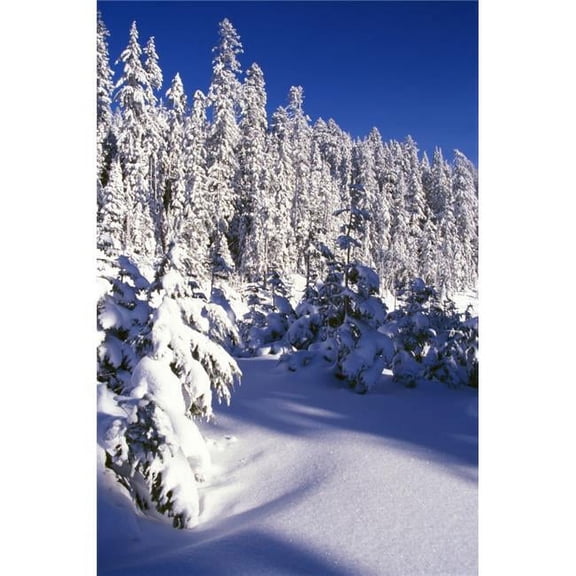 Snow-Covered Pine Trees On Mount Hood Poster Print by Natural Selection Craig Tuttle