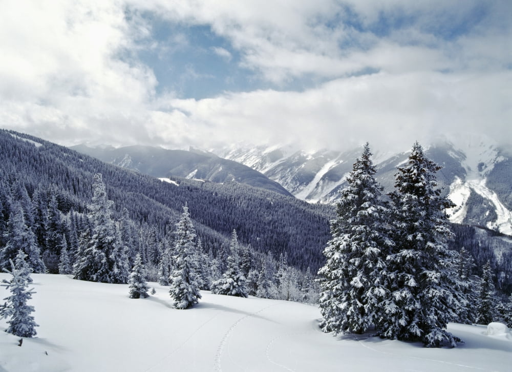 Snow Covered Pine Trees On Mountain Canvas Art - Chris Caldicott Design Pics (18 x 13)