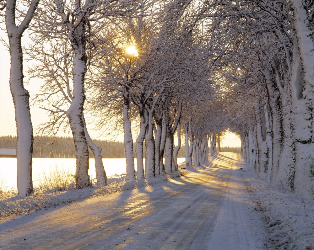 Snow Covered Road Canvas Art - Panoramic Images (9 x 27)