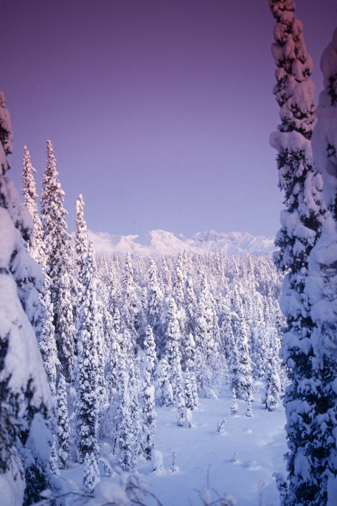 Snow Covered Spruce Trees Ak Range Int Ak Winter Canvas Art - Jeff Schultz  Design Pics (22 x 34)