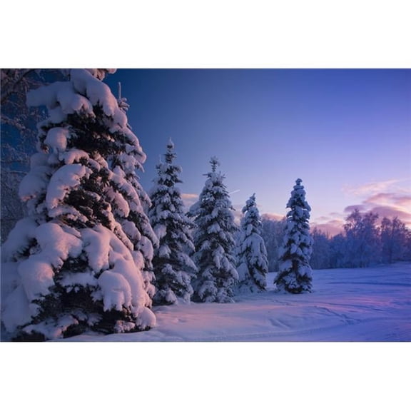 Snow Covered Spruce Trees At Sunset with Pink Alpenglow During Winter Russian Jack Park Anchorage Southcentral Alaska USA Poster Print - 19 x 12