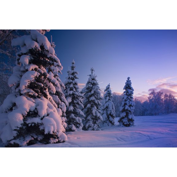 Snow Covered Spruce Trees At Sunset With Pink Alpenglow During Winter Russian Jack Park Anchorage Southcentral Alaska Usa Canvas Art - Kevin Smith Design Pics (38 x 24)