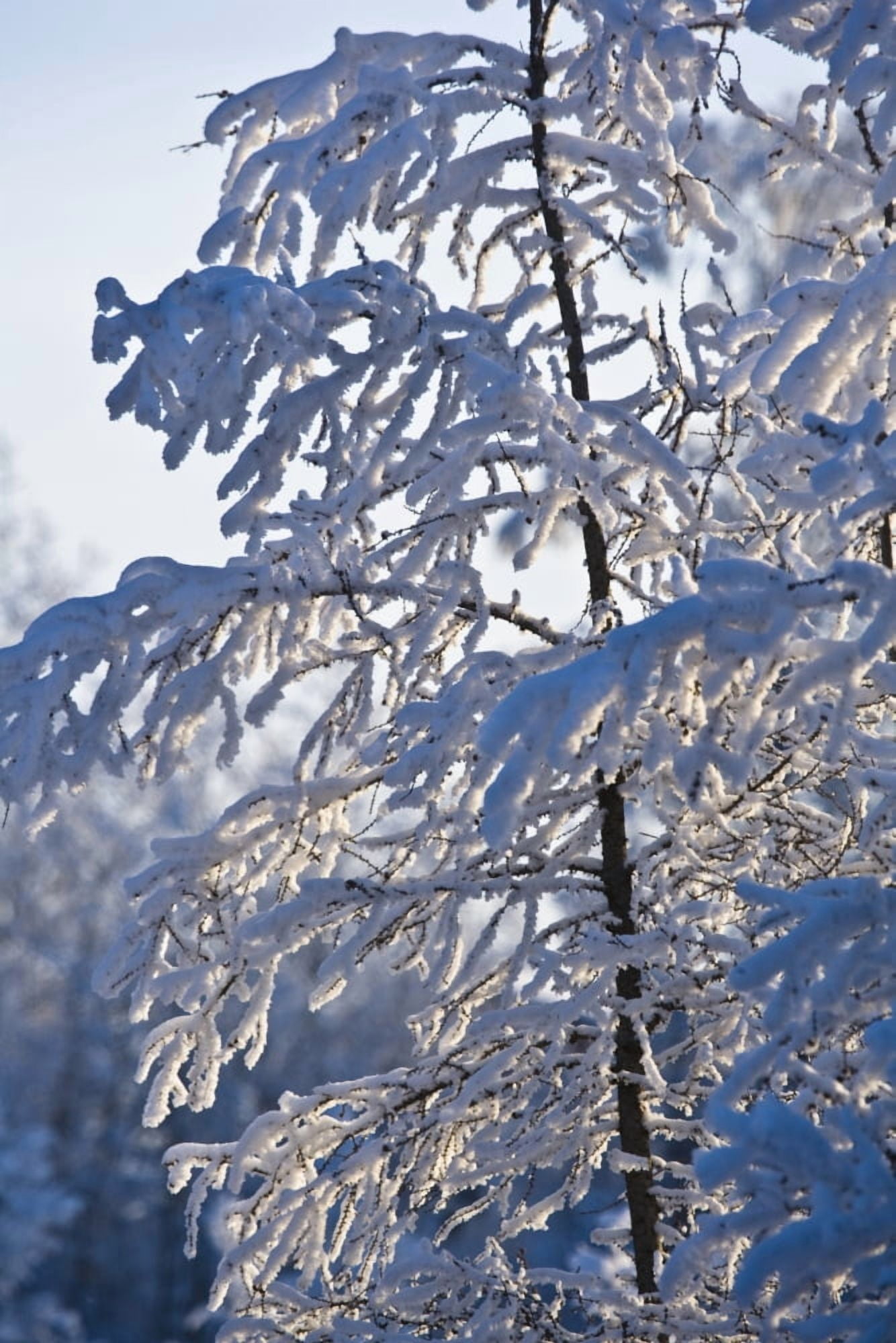 Snow Covered Tree Canvas Art - Richard Wear Design Pics (24 x 36)
