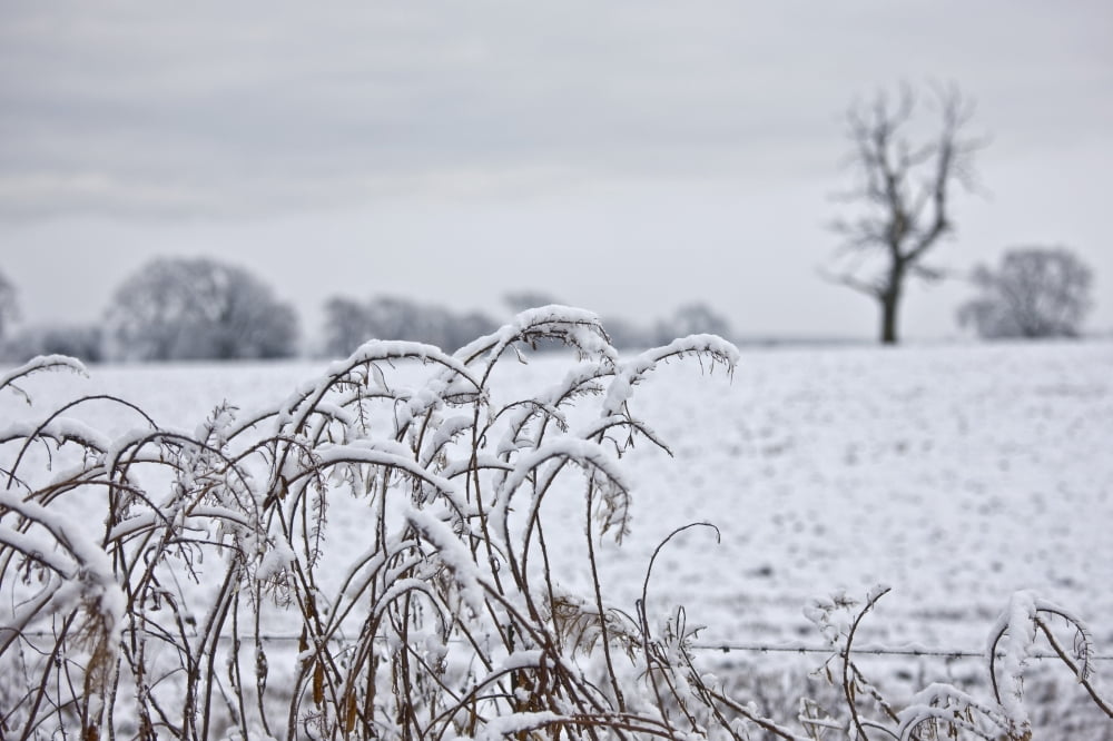 Snow Covered Trees And Field Canvas Art - John Short Design Pics (36 x 22)