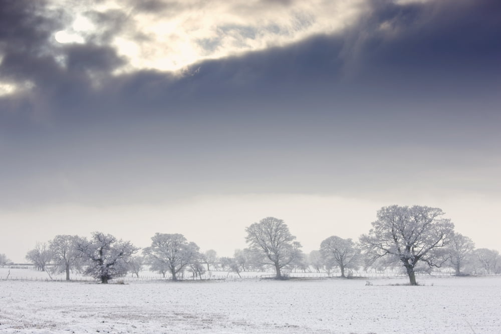 Snow Covered Trees And Field Northumberland England Canvas Art - John Short Design Pics (36 x 24)