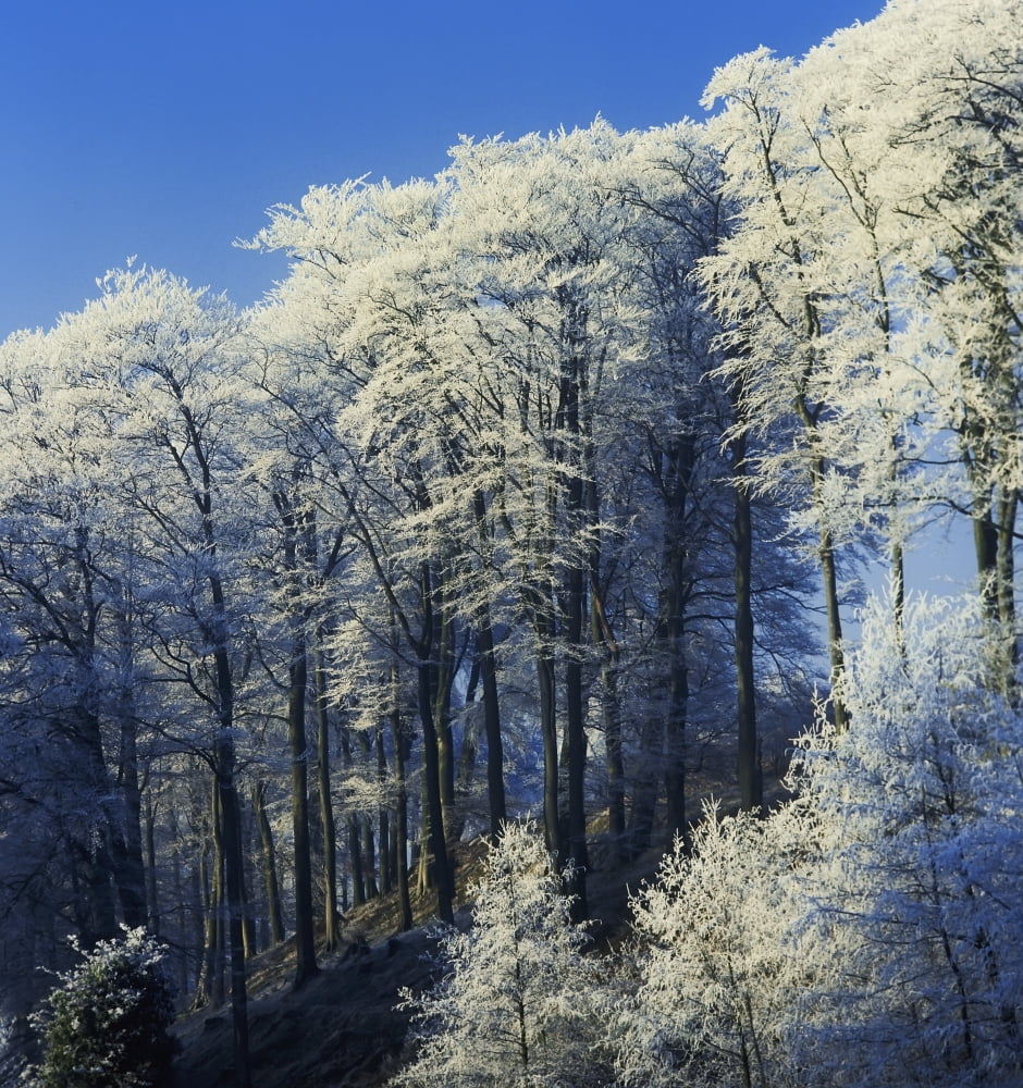 Snow Covered Trees In A Forest County Antrim Northern Ireland Canvas Art - The Irish Image Collection Design Pics (30 x 32)