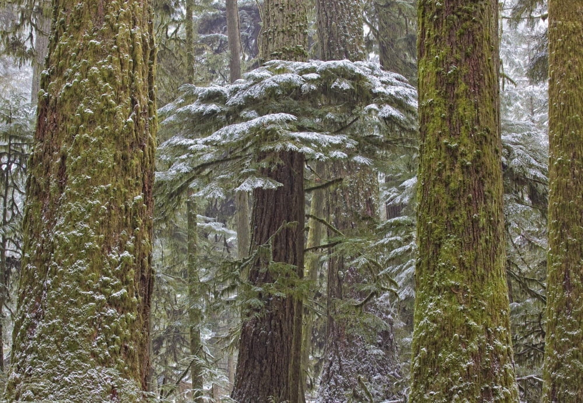 Snow Covered Trees In Cathedral Grove Near Port Alberni Vancouver Island British Columbia Canvas Art - Robert Postma Design Pics (16 x 11)