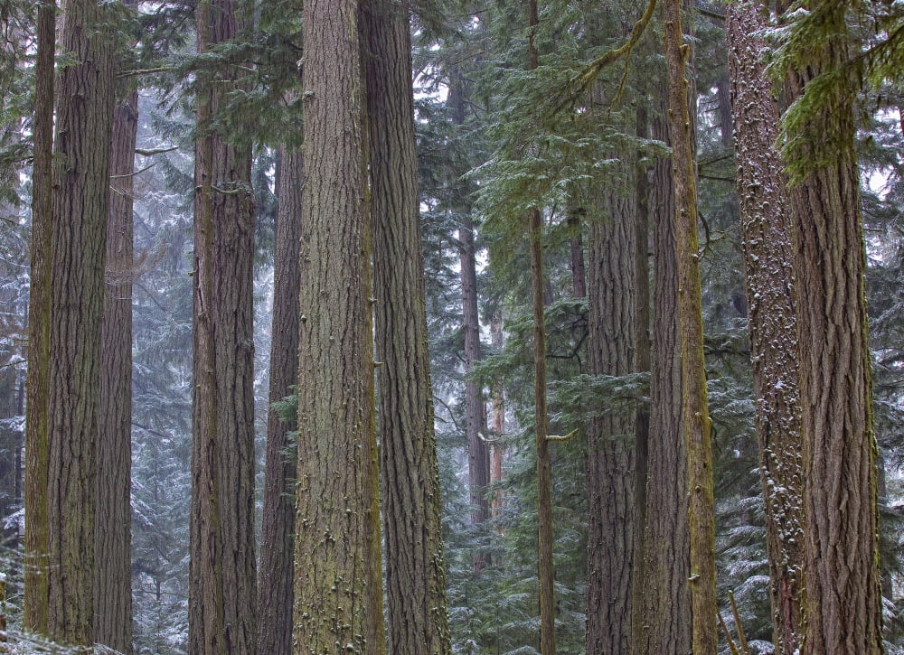 Snow Covered Trees In Cathedral Grove Near Port Alberni Vancouver Island British Columbia Canvas Art - Robert Postma Design Pics (16 x 11)