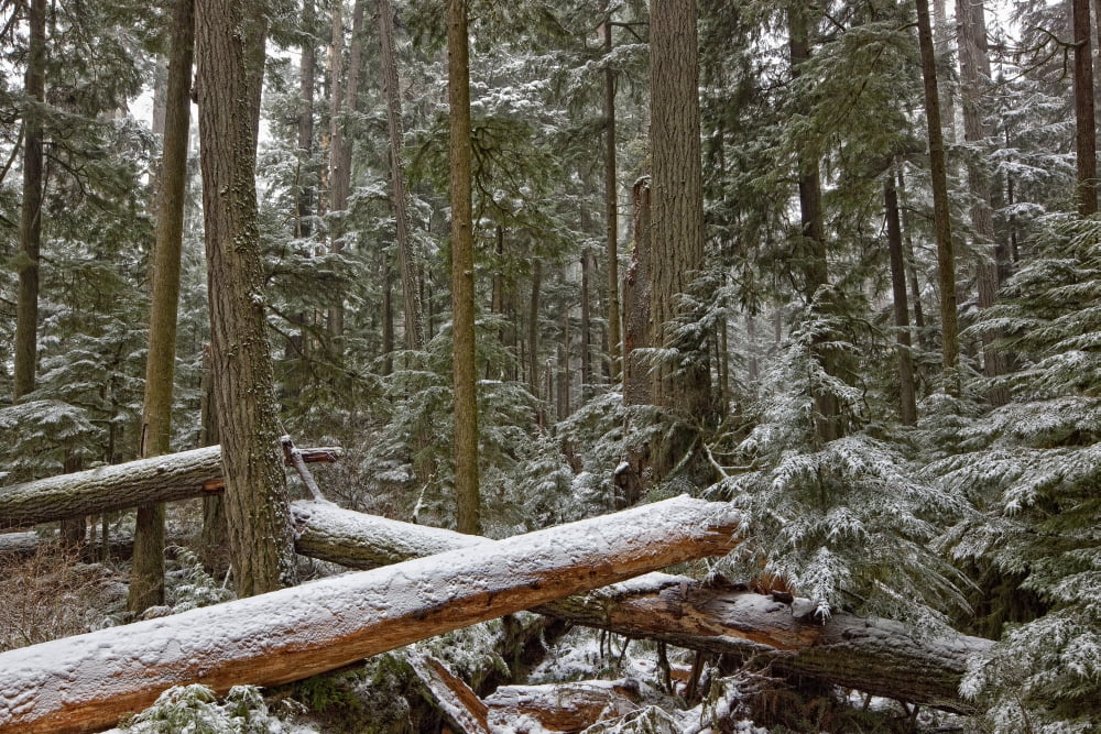 Snow Covered Trees In Cathedral Grove Near Port Alberni Vancouver Island British Columbia Canvas Art - Robert Postma Design Pics (17 x 11)