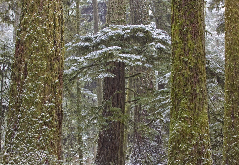 Snow Covered Trees In Cathedral Grove Near Port Alberni Vancouver Island British Columbia Canvas Art - Robert Postma Design Pics (32 x 22)