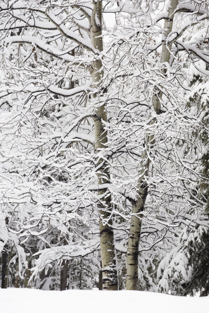Snow Covered Trees Kananaskis Country Alberta Canada Canvas Art - Michael Interisano Design Pics (12 x 19)
