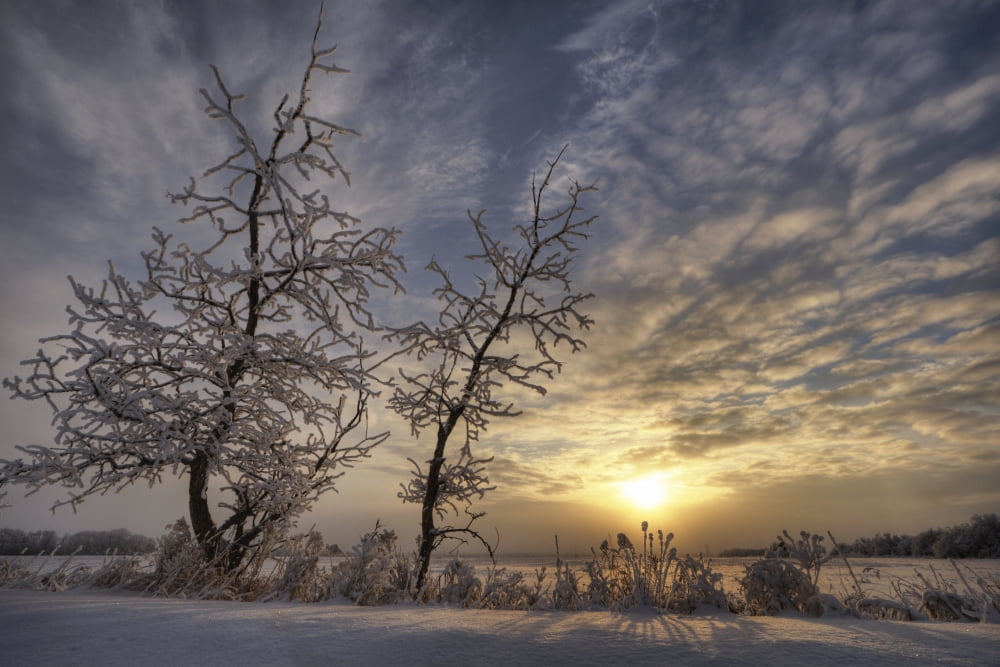 Snow Covered Trees Silhouetted By Sunrise On The Alberta Prairies Canvas Art - Dan Jurak Design Pics (34 x 22)