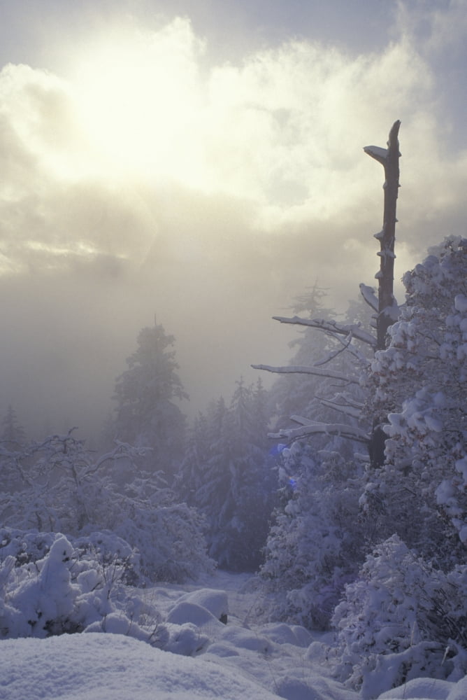 Snow Covered Trees Vancouver British Columbia Canada Canvas Art - Sean White Design Pics (22 x 34)