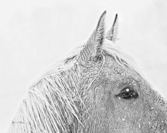 Snow Daze I Canvas Art - Lisa Cueman (24 x 30)