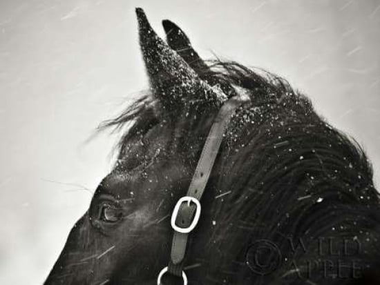 Snow Daze IV Crop Canvas Art - Lisa Cueman (18 x 24)