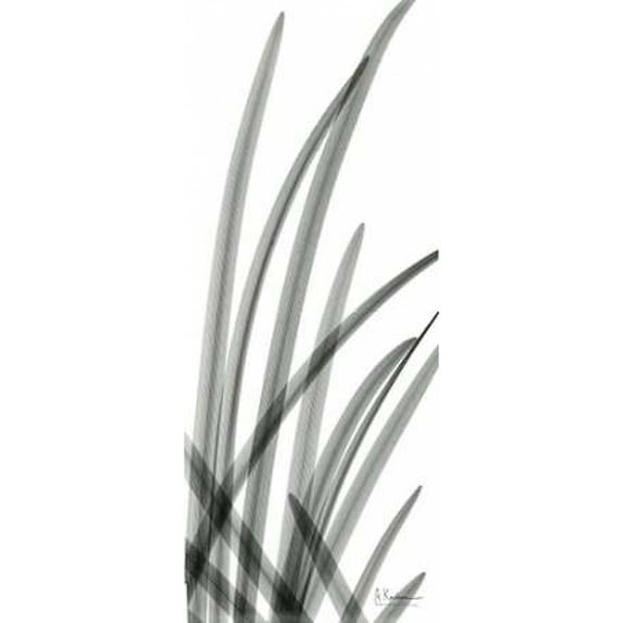 Snow Drop Leaves Poster Print by Albert Koetsier (24 x 48)