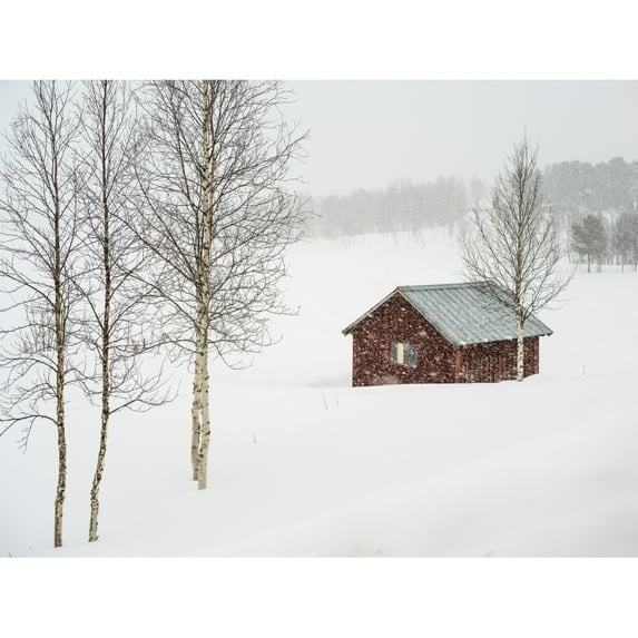 Snow Falling Over A Rural Landscape And A Small Red Building; Arjeplog Norrbotten County Sweden by Keith Levit / Design Pics