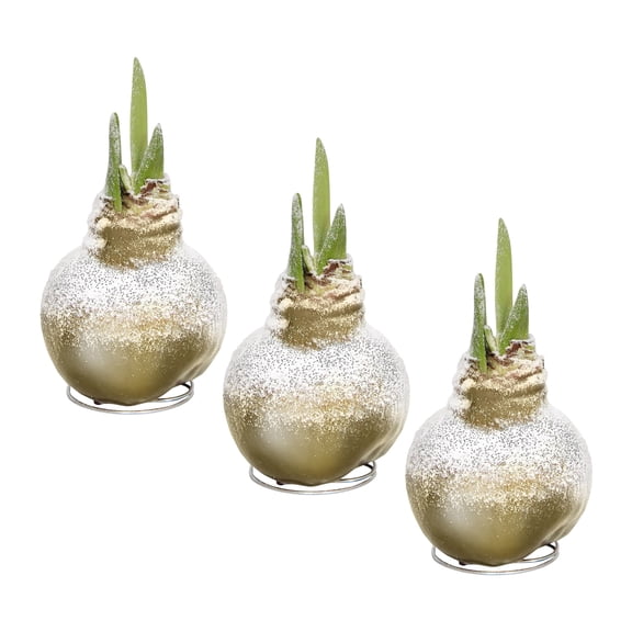 Snow Flecked Waxed Amaryllis Bulb - Glittering Gold (3 Plants Per Pack) - Easy Care - No Watering Needed! Beautiful Holiday Decor