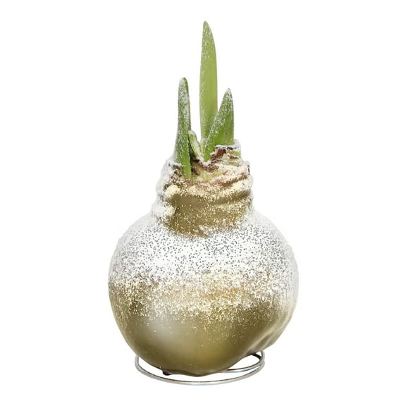 Snow Flecked Waxed Amaryllis Bulb - Glittering Gold - Easy Care - No Watering Needed! Beautiful Holiday Decor