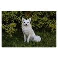 thumbnail image 1 of Snow Fox Statue - White, 1 of 1