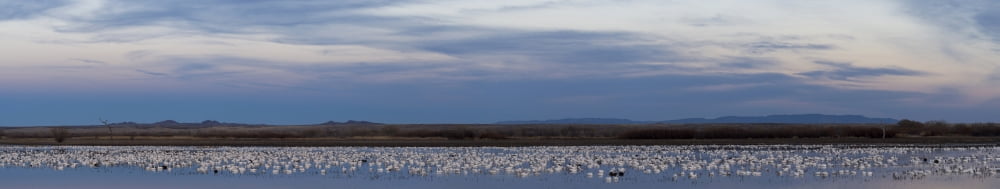 Snow Geese (Chen caerulescens) on large pond at twilight Bosque del Apache National Wildlife Refuge Socorro County New Mexico USA Canvas Art - Panoramic Images (44 x 9)