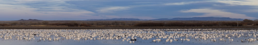 Snow Geese (Chen caerulescens) on large pond at twilight Bosque del Apache National Wildlife Refuge Socorro County New Mexico USA Canvas Art - Panoramic Images (36 x 12)