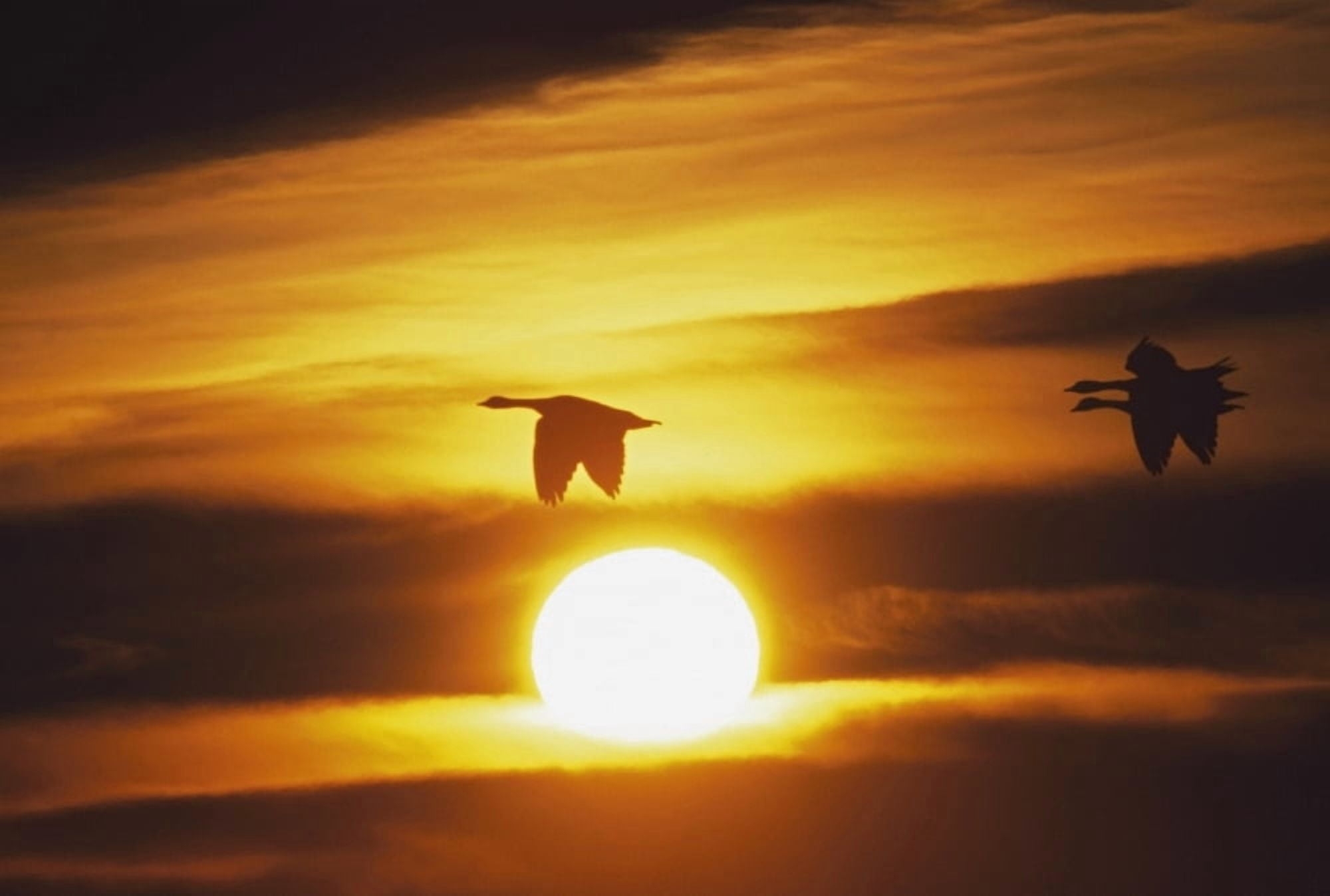 Snow Geese Flying By Sunrise Canvas Art - David Ponton Design Pics (18 x 12)