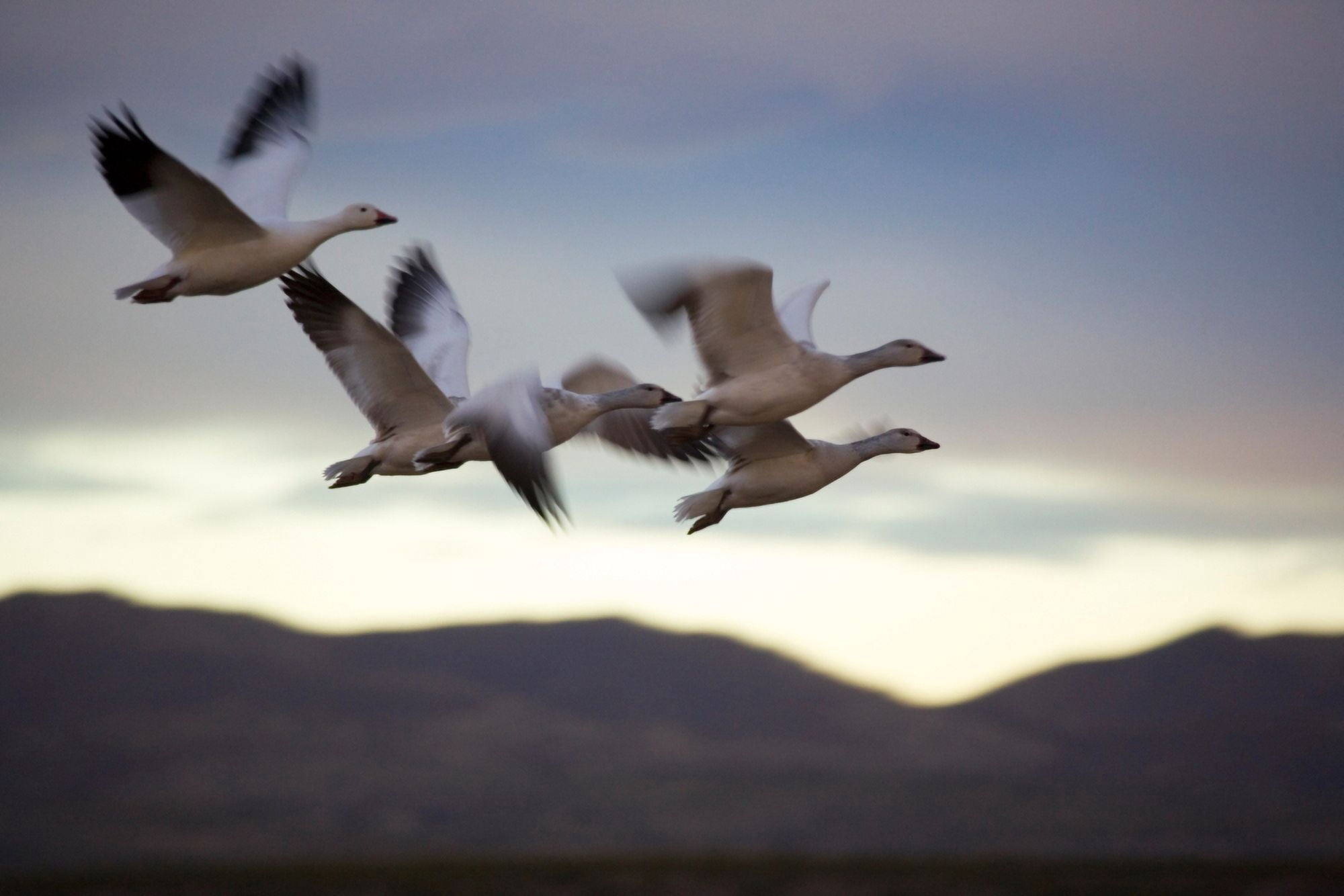 Snow Geese In Flight Canvas Art - Panoramic Images (27 x 9)