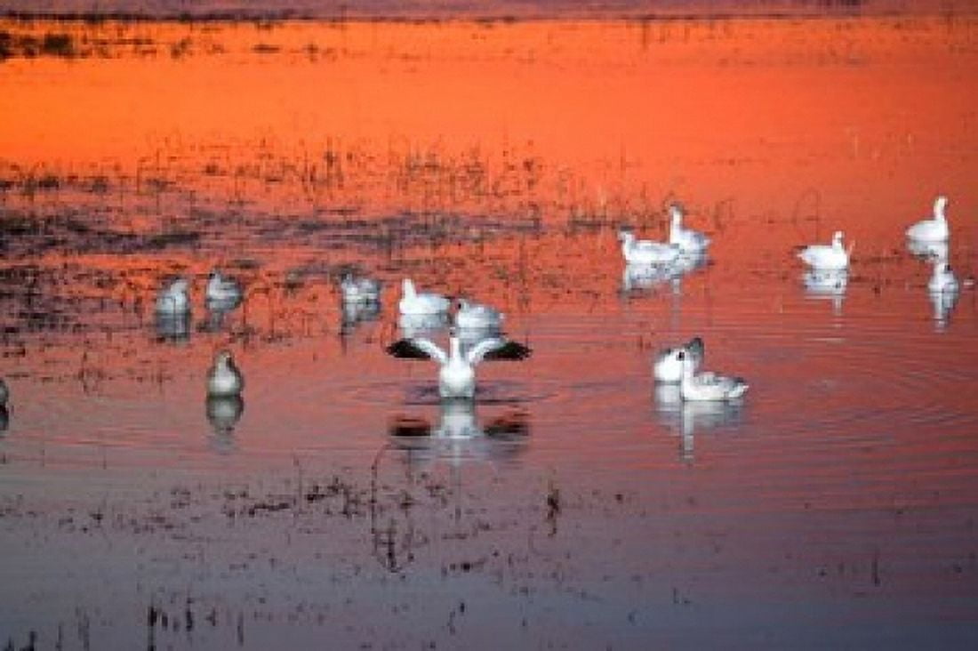 Snow Geese On Water Canvas Art - Panoramic Images (18 x 12)