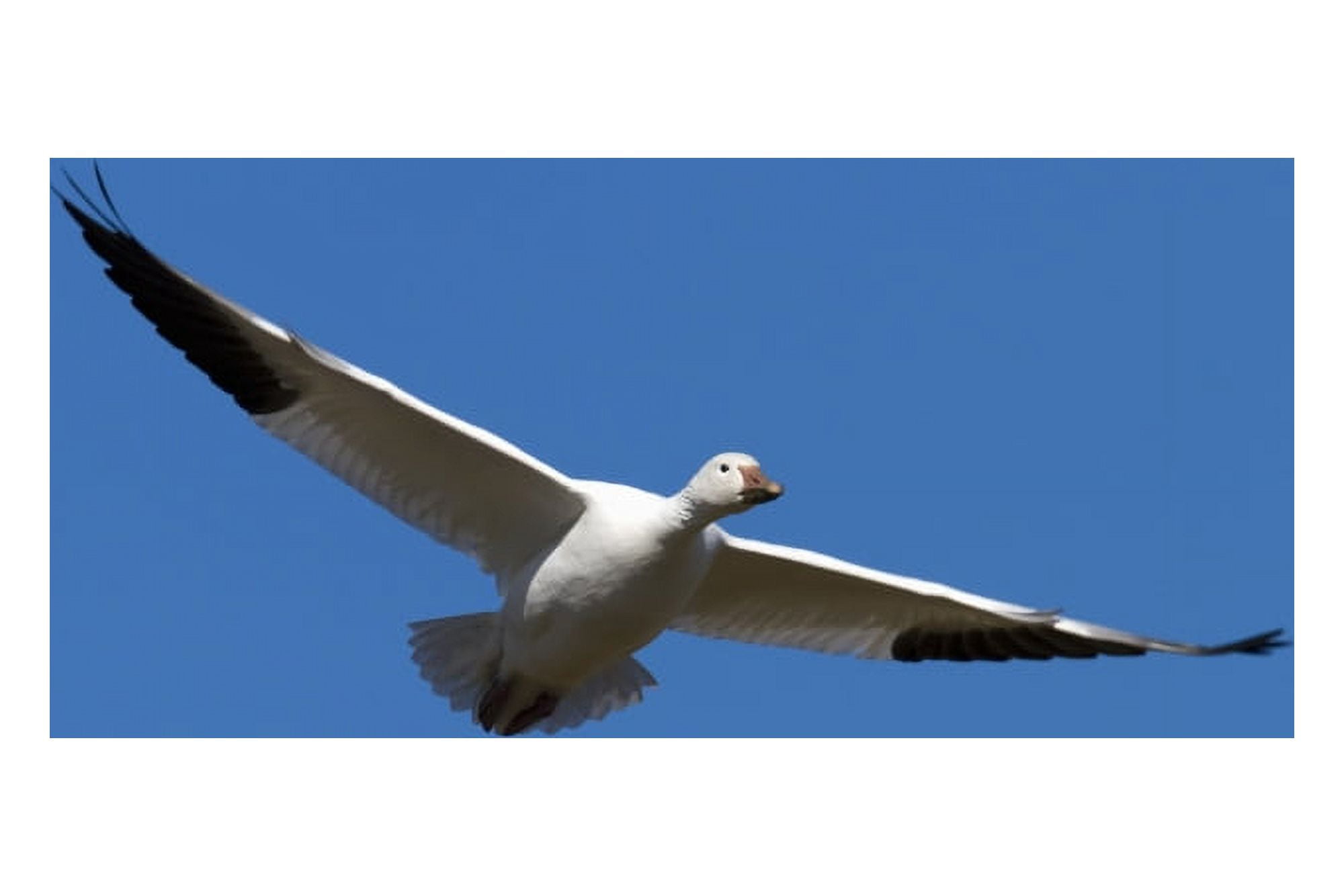 Snow Goose Flying Over A Frozen Corn Field Chen Caerulescens La Baie Du Febvre Province Of Quebec Canada Canvas Art - Philippe Henry Design Pics (17 x 11)