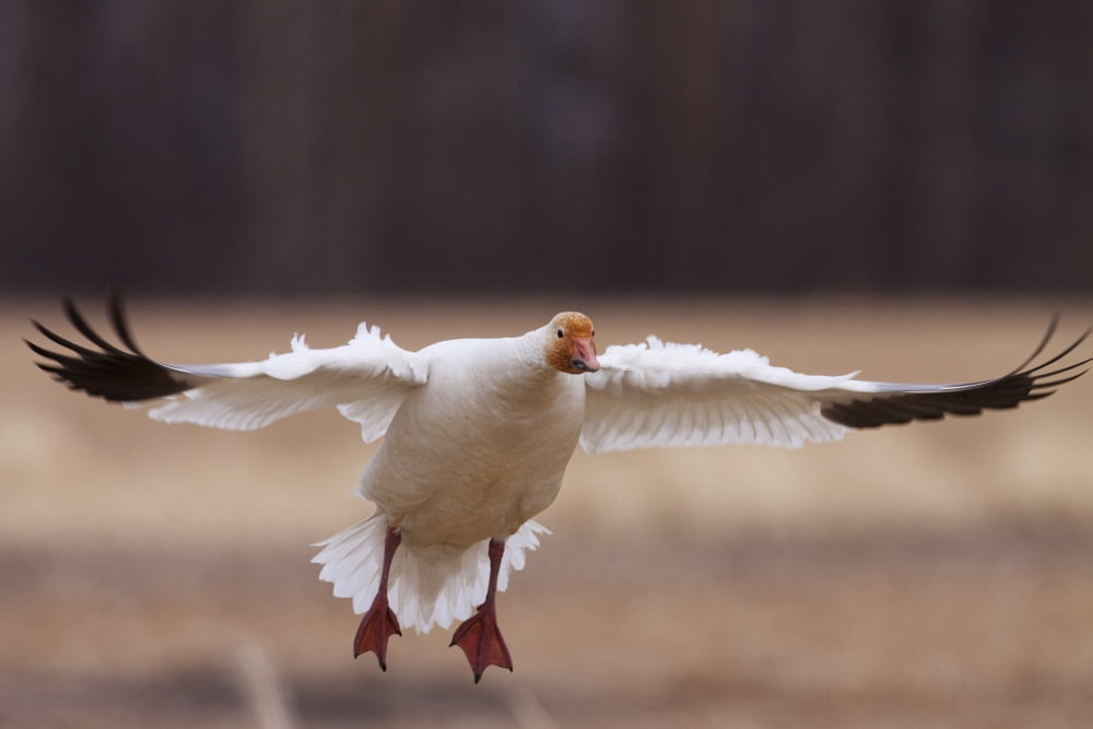 Snow Goose Landing During Spring In The Matanuska Valley Southcentral Alaska Canvas Art - Doug Lindstrand Design Pics (38 x 24)