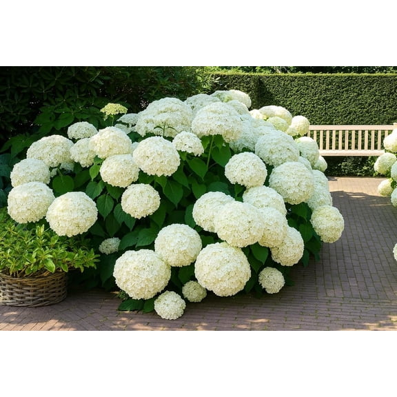 Snow Hill Hydrangea Seedlings for Planting - Beautiful White Blooms (5 Seedlings)