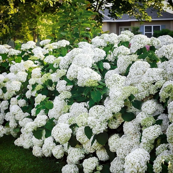 Snow Hill Hydrangea Seedlings for Planting - Grow This Stunning Blooming Bush (1 Seedling)