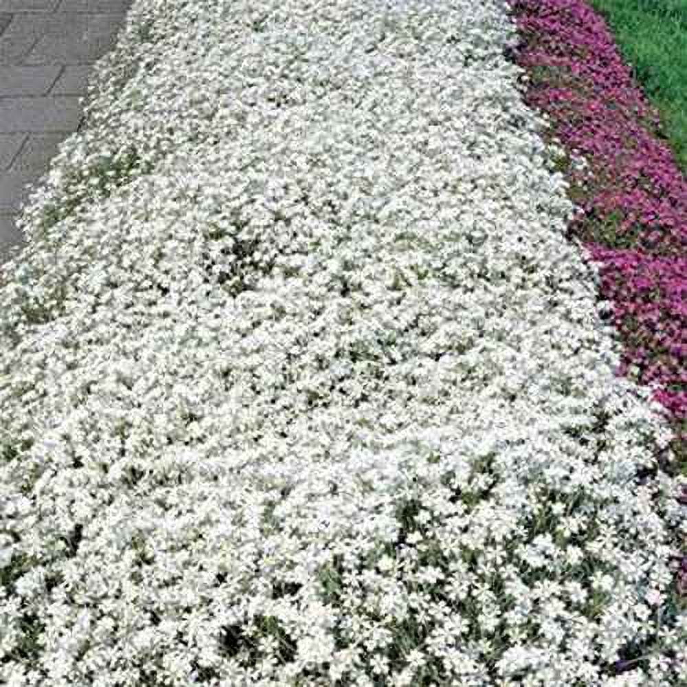 Snow In Summer Cerastium Drought Tolerant Ground Cover Plant Seed - 10000 Seeds