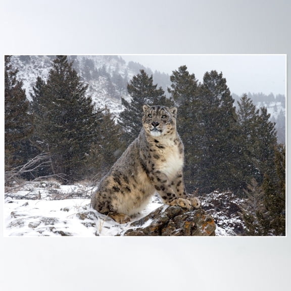 Snow Leopard 10 Poster Wall Art, Modern Wall Decor For Living Room Bedroom, 12x18 UNFRAMED