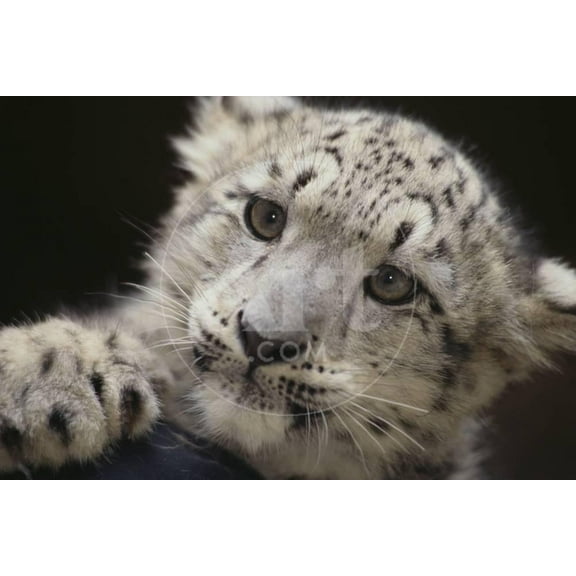Snow Leopard Cub, Animals Unframed Photographic Print Wall Art by DLILLC Sold by ArtCom