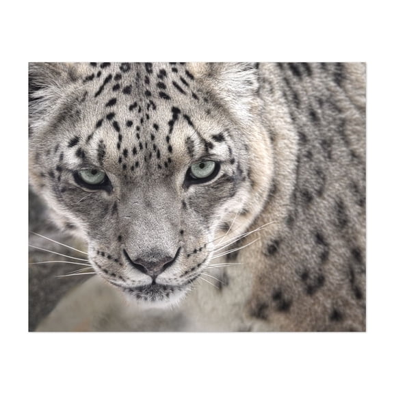 Snow Leopard - Photography Wildlife Animal Portrait Nature Wilderness Unframed Wall Art Print 6 x 8 inches