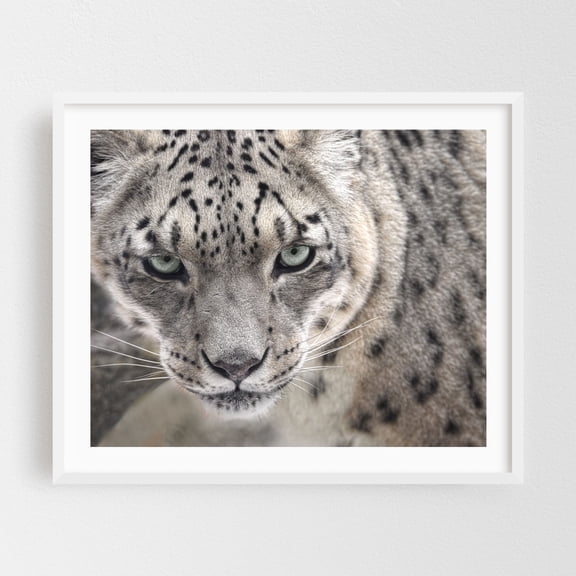 Snow Leopard - Photography Wildlife Animal Portrait Nature Wilderness White Framed Wall Art Print 18 x 24 inches