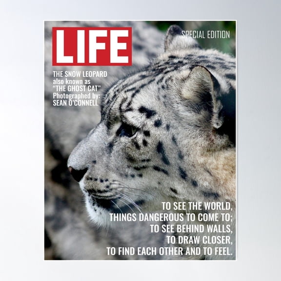 Snow Leopard Poster Wall Art, Modern Wall Decor For Living Room Bedroom, 16x24 UNFRAMED