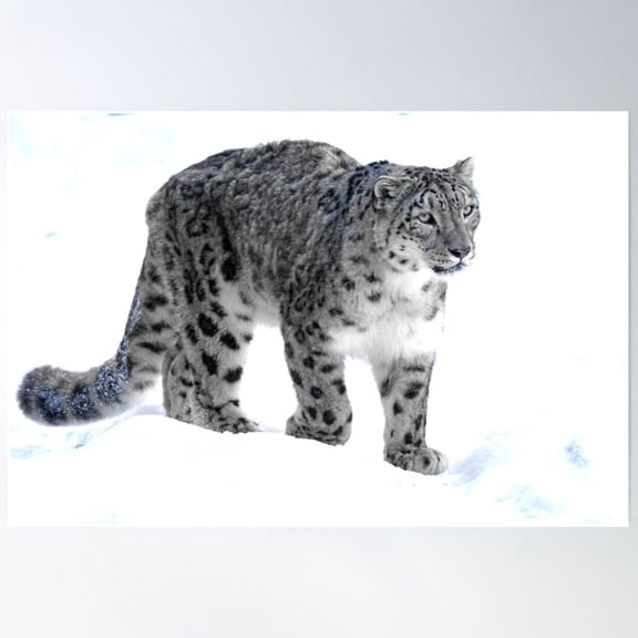 Snow Leopard Poster Wall Art, Modern Wall Decor For Living Room Bedroom, 8x12 UNFRAMED