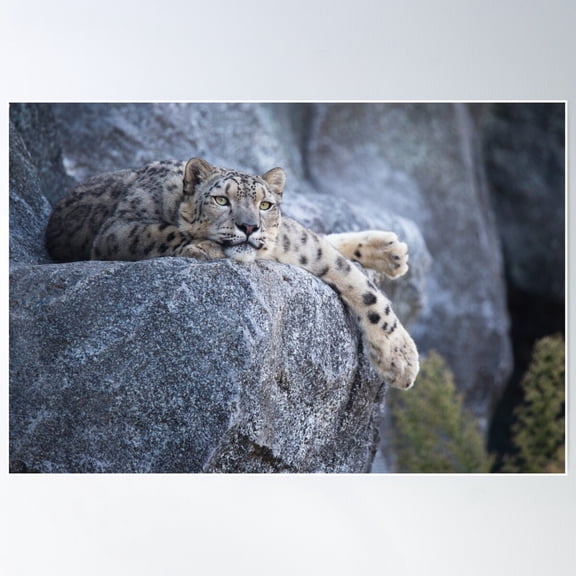 Snow Leopard Poster Wall Art, Modern Wall Decor For Living Room Bedroom, 8x12 UNFRAMED
