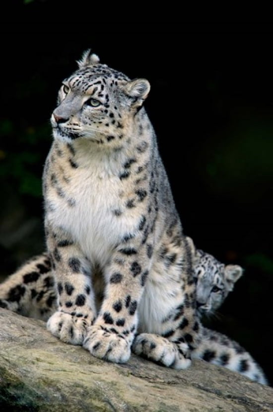 Snow Leopard Uncia uncia Panthera uncia Asia Canvas Art - Andres Morya Hinojosa DanitaDelimont (12 x 18)