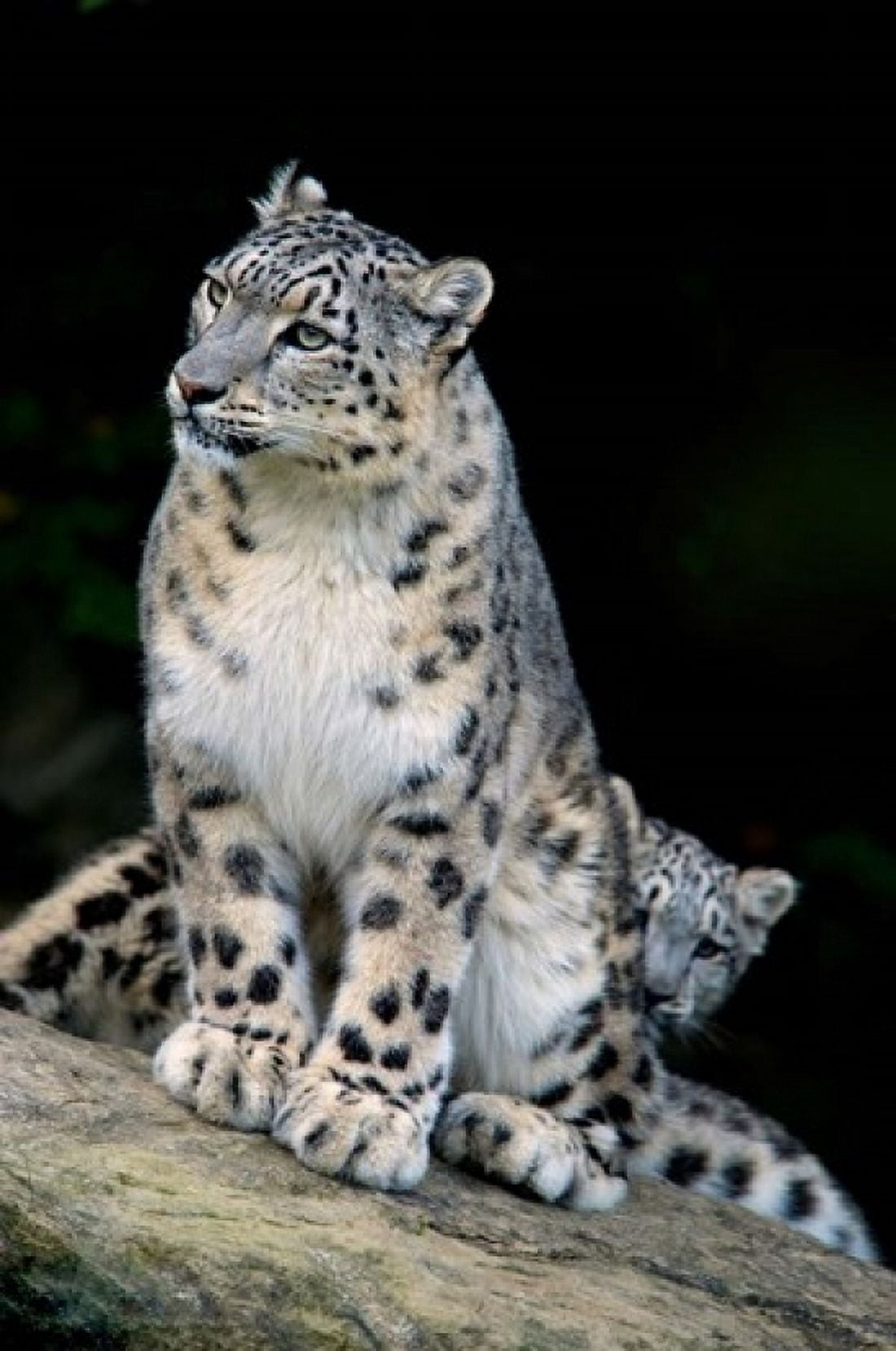 Snow Leopard Uncia uncia Panthera uncia Asia Canvas Art - Andres Morya Hinojosa DanitaDelimont (24 x 36)