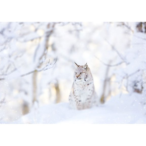 Snow Lynx Poster Print by PhotoINC Studio