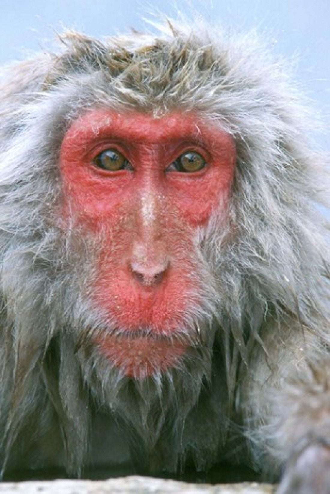 Snow Monkey Japanese Macaque Nagano Japan Canvas Art - Rob Tilley DanitaDelimont (15 x 23)