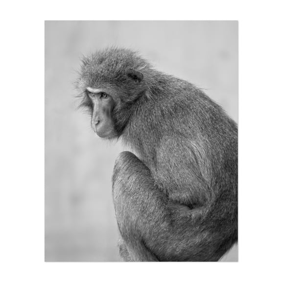 Snow Monkey - Photography Black and White Wildlife Animal Nature Portrait Minimalist Moody Unframed Wall Art Print 20 x 24 inches