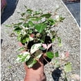 thumbnail image 1 of Snow N Summer™  Asian Jasmine Vine - Live Plant ( 1 QT ) | Evergreen Groundcover, 1 of 8